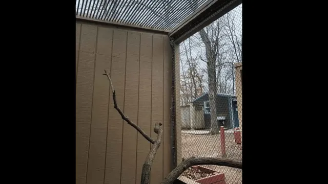 spot-the-owl-in-cage-in-under-10-seconds-optical-illusion